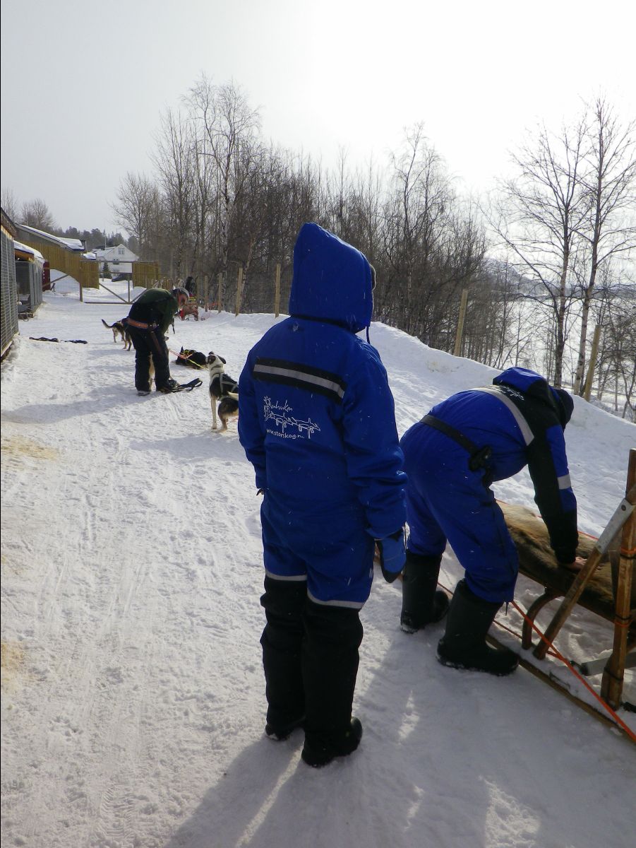 Dogs sledge45
